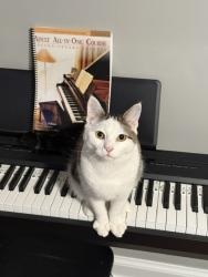Lost Male Cat last seen Retreat at kendron village, Peachtree City, GA 30269