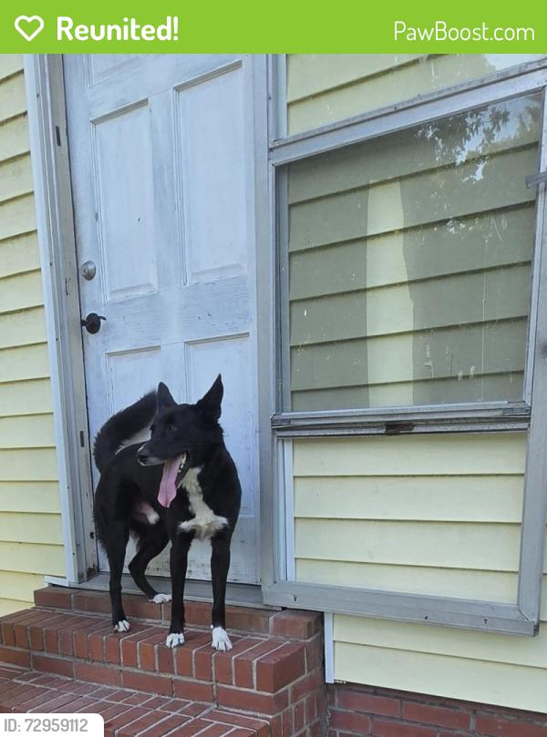 Reunited Male Dog last seen Rosie and joel, Fayetteville, NC 28304
