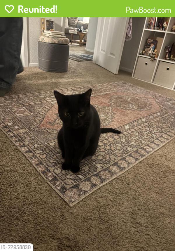Reunited Female Cat last seen Noland Rd, Shawnee, KS 66216
