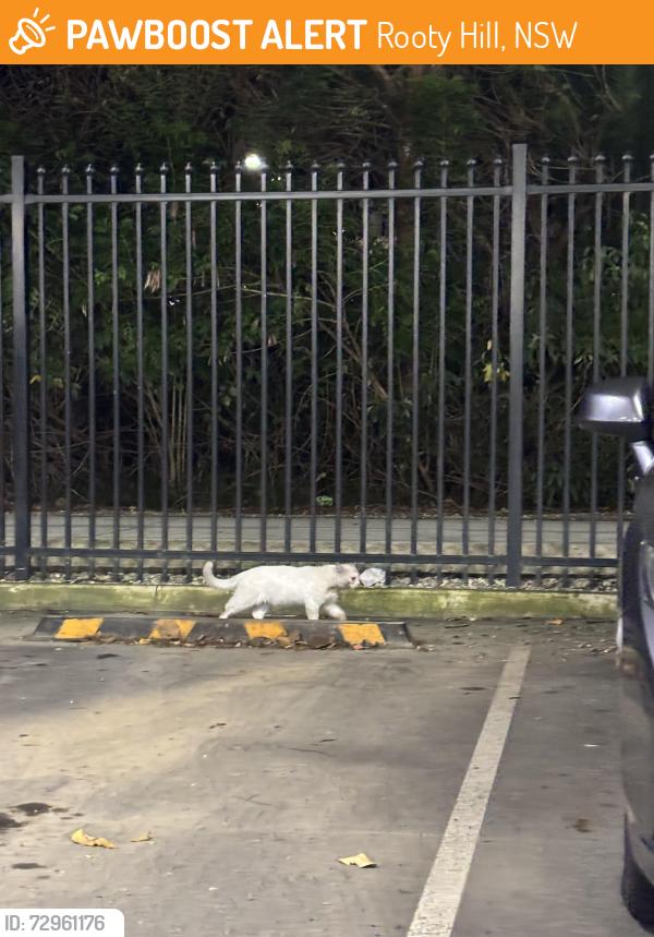 Found/Stray Unknown Cat last seen Rooty Hill Station ground floor , Rooty Hill, NSW 2766