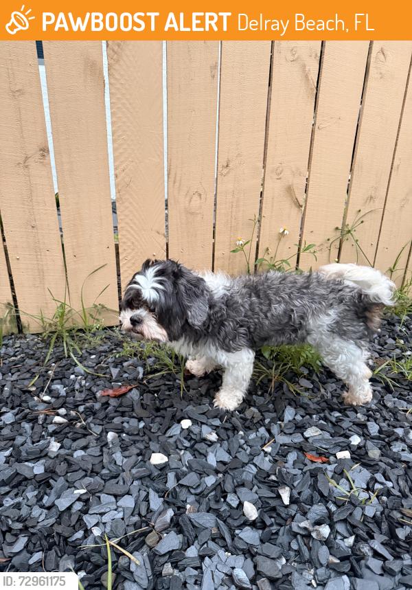 Found/Stray Male Dog last seen 5th Av, Delray Beach , Delray Beach, FL 33444