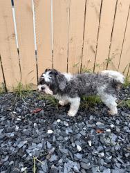 Found/Stray Male Dog last seen 5th Av, Delray Beach , Delray Beach, FL 33444