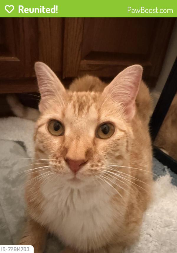 Reunited Unknown Cat last seen Marketplace av , Mooresville, NC 28115