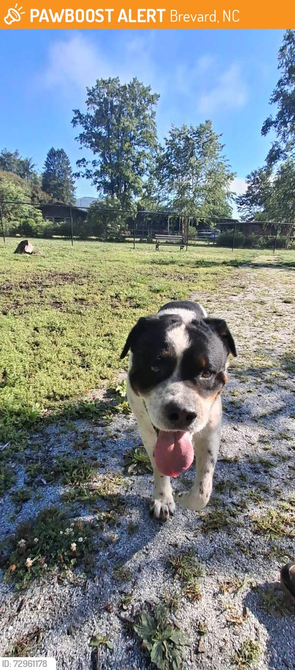 Found/Stray Male Dog last seen Brevard dog park /small dog area , Brevard, NC 28712