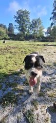 Found/Stray Male Dog last seen Brevard dog park /small dog area , Brevard, NC 28712