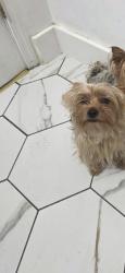 Reunited Female Dog last seen 16th and shadeland , Indianapolis, IN 46219