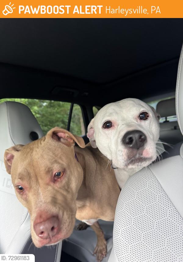 Found/Stray Unknown Dog last seen Near Barndt Rd, Harleysville, PA 19438, Harleysville, PA 19438
