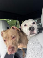 Found/Stray Unknown Dog last seen Near Barndt Rd, Harleysville, PA 19438, Harleysville, PA 19438