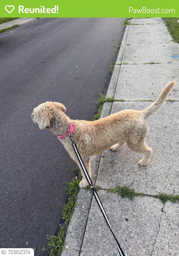 Reunited Female Dog last seen wyoming street in twin towers, Dayton, OH 45410