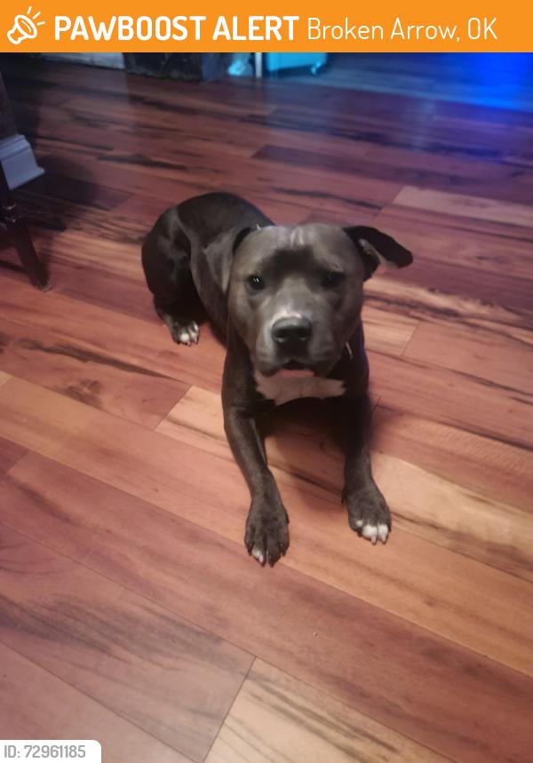 Found/Stray Male Dog last seen Near elm, Broken Arrow, OK 74012