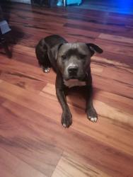 Found/Stray Male Dog last seen Near elm, Broken Arrow, OK 74012