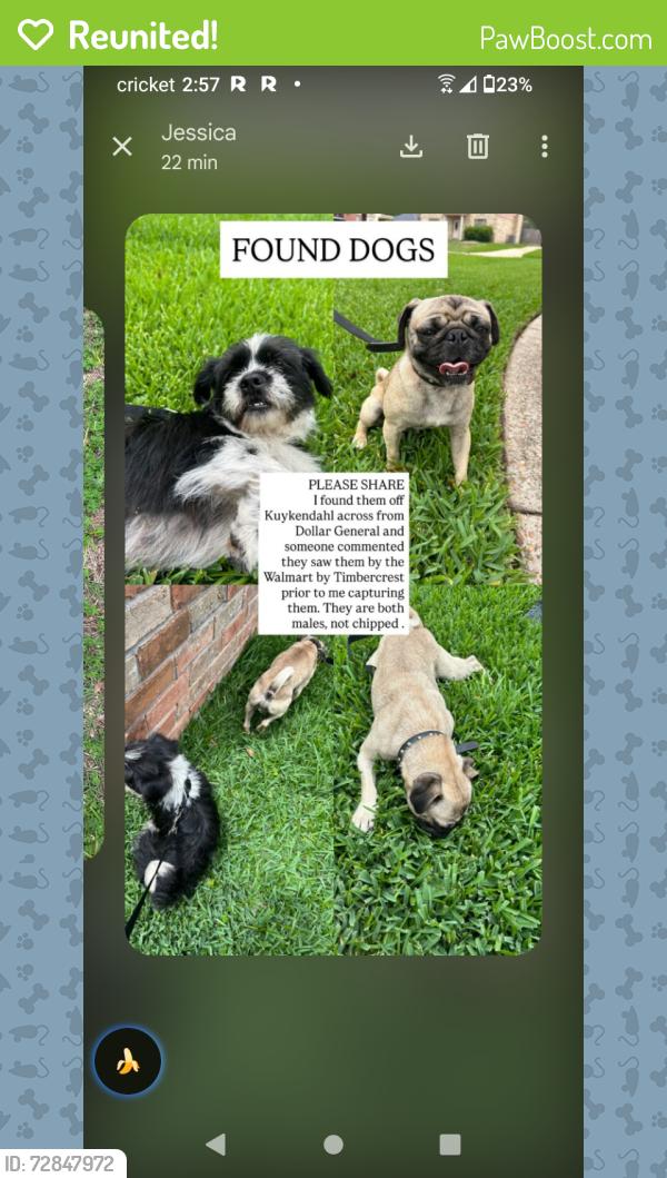 Reunited Male Dog last seen Kuykendahl and Kuykendahl Huffsmith , Houston, TX 77375