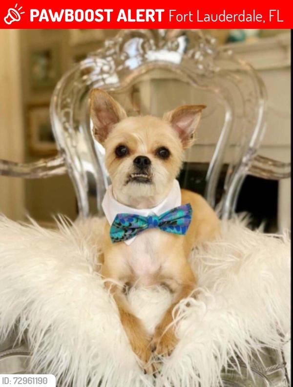 Lost Male Dog last seen Davie boulevard , Fort Lauderdale, FL 33312