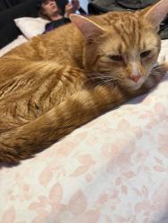 Lost Male Cat last seen Near Abbott street hiding, Lowell, MA 01852