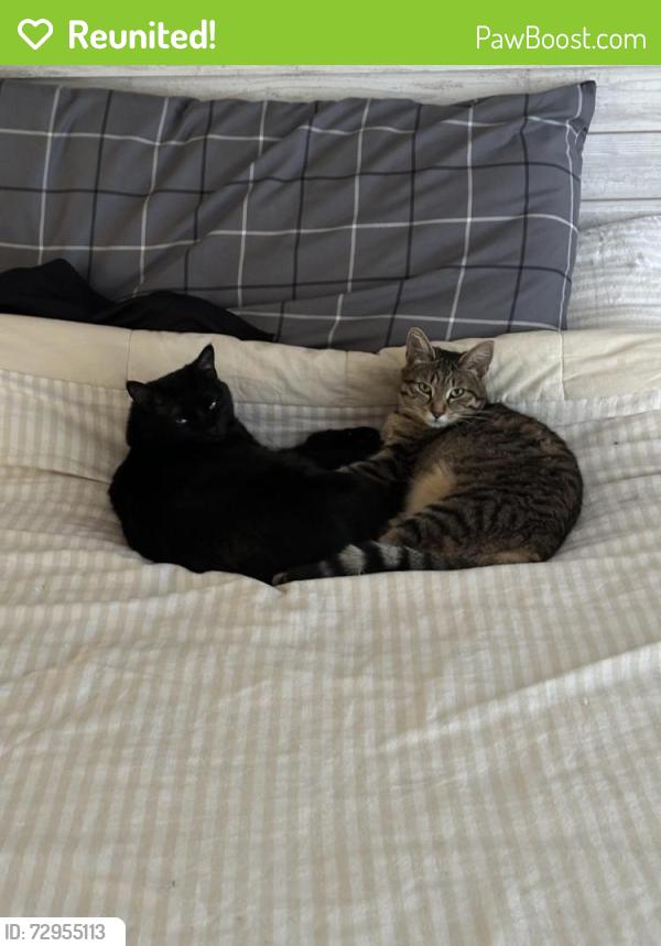 Reunited Female Cat last seen Bigtooth maple, Colorado Springs, CO 80925