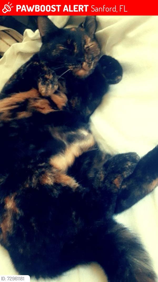 Lost Female Cat last seen Dollar General, Sanford, FL 32771