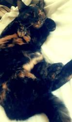 Lost Female Cat last seen Dollar General, Sanford, FL 32771