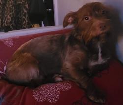Lost Female Dog last seen Broad and Carlisle. In between Girard and Thompson Street., Philadelphia, PA 19121