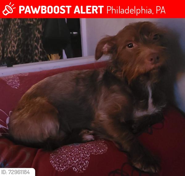 Lost Female Dog last seen Broad and Carlisle. In between Girard and Thompson Street., Philadelphia, PA 19121