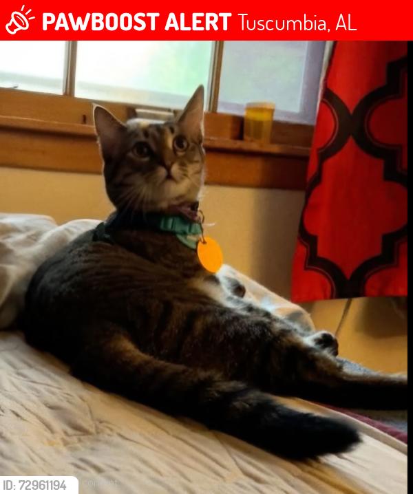 Lost Female Cat last seen Colbert county co-op, Tuscumbia, AL 35674