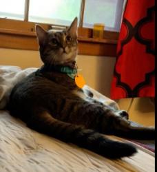 Lost Female Cat last seen Colbert county co-op, Tuscumbia, AL 35674