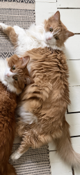 Lost Female Cat last seen Rockland , Merion Station, PA 19066