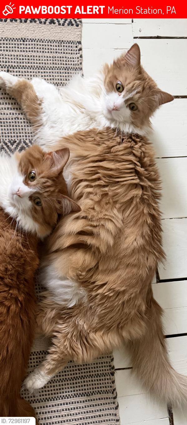Lost Female Cat last seen Rockland , Merion Station, PA 19066