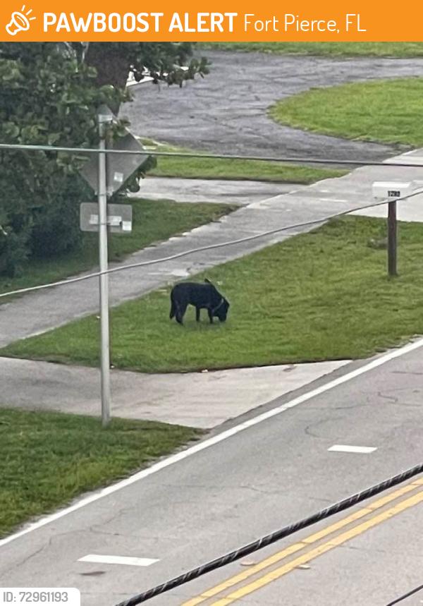 Found/Stray Male Dog last seen Binney Drive and Alhambra, Fort Pierce, FL 34949