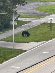 Found/Stray Male Dog last seen Binney Drive and Alhambra, Fort Pierce, FL 34949
