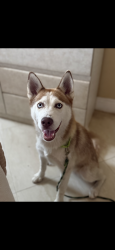 Found/Stray Female Dog last seen A school in plantation , Plantation, FL 33313