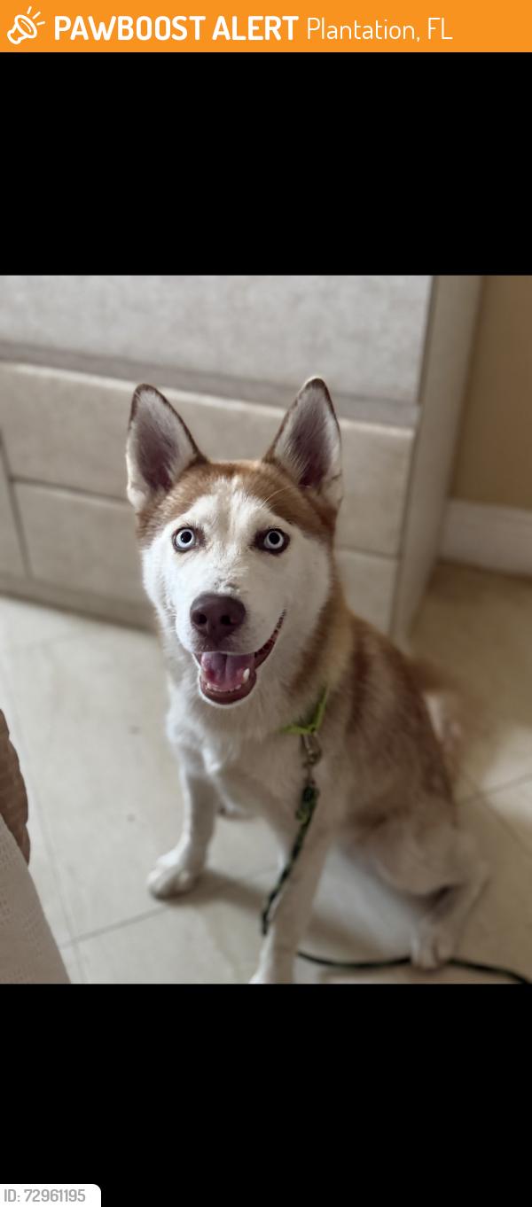 Found/Stray Female Dog last seen A school in plantation , Plantation, FL 33313