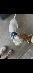 Lost Male Dog last seen Early Morn , El Paso, TX 79938