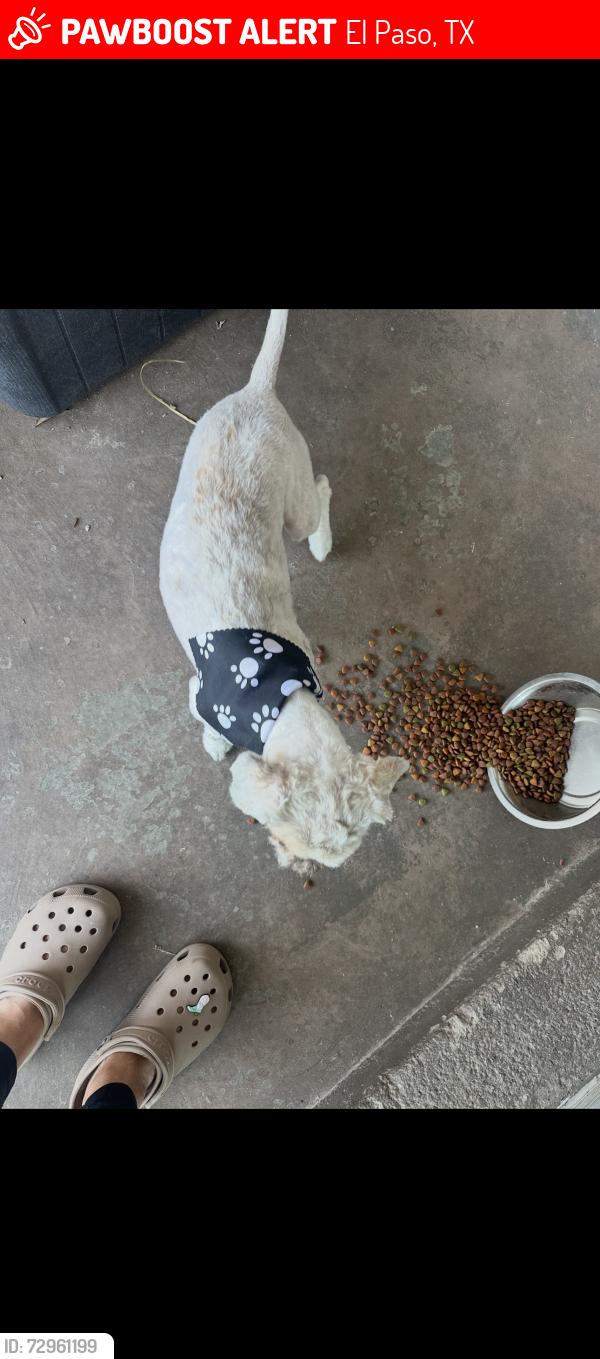 Lost Male Dog last seen Early Morn, El Paso, TX 79938