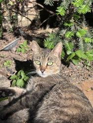 Found/Stray Female Cat last seen Near N Bell Ave, Chicago, IL 60622