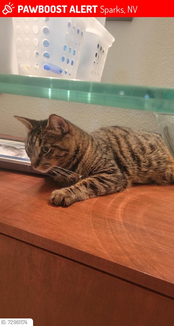 Lost Male Cat last seen Spandrel, Sparks, NV 89436