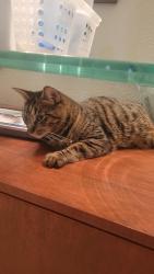 Lost Male Cat last seen Spandrel, Sparks, NV 89436