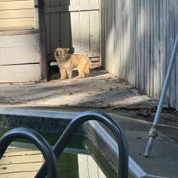 Found/Stray Unknown Dog last seen Finneytown-across the street from 8970, Cincinnati, OH 45232