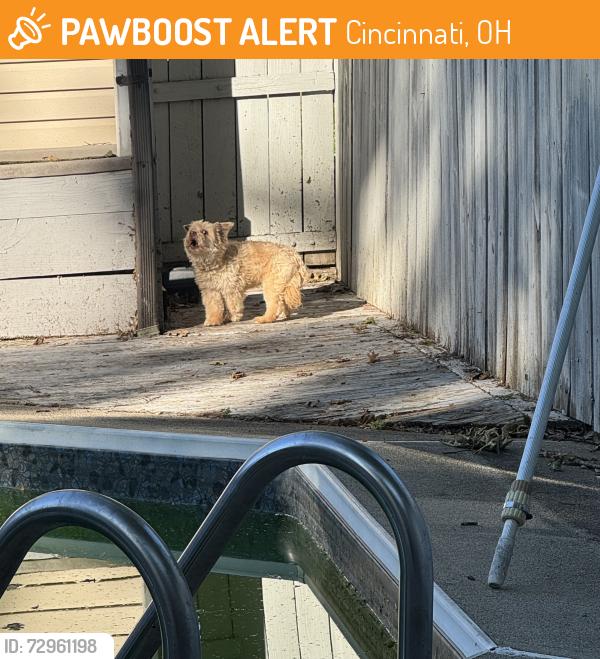 Found/Stray Unknown Dog last seen Finneytown-across the street from 8970, Cincinnati, OH 45232