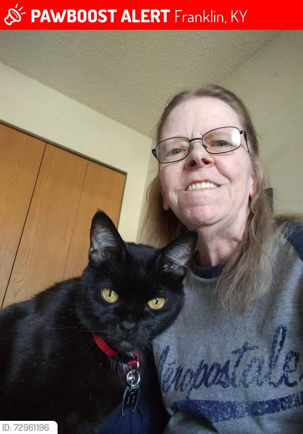 Lost Male Cat last seen Morgan town road, Franklin, KY 42134