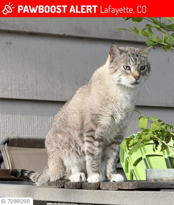 Lost Male Cat last seen 109th and Flatirons Dr, Lafayette, CO 80026