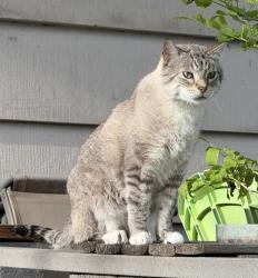 Lost Male Cat last seen 109th and Flatirons Dr, Lafayette, CO 80026
