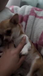 Reunited Female Dog last seen Santa Barbara ave, Daly City, CA 94014