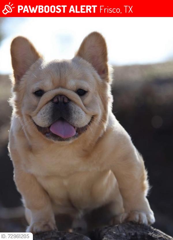 Lost Male Dog last seen Dutch hollow Dr, Frisco, TX 75034