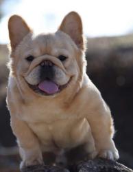 Lost Male Dog last seen Dutch hollow Dr, Frisco, TX 75034