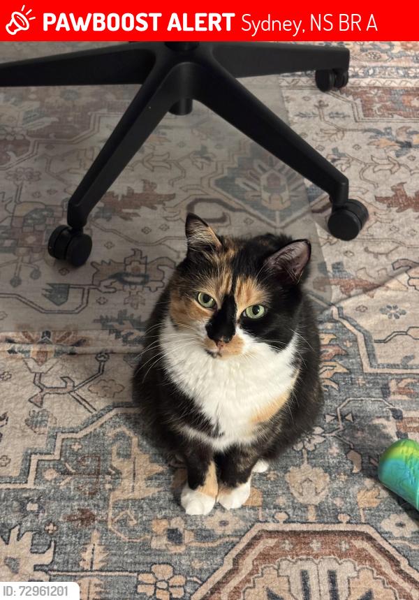Lost Female Cat last seen Melwood Dr / Pentecoste Dr / Murphy Rd / Braemar Dr, Sydney, NS B1R 0A7