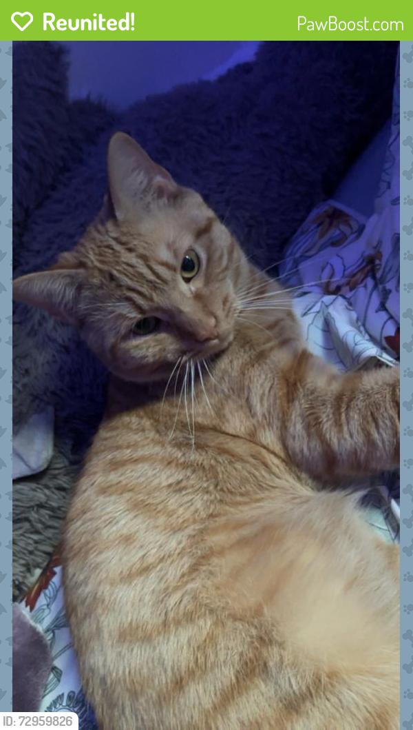 Reunited Male Cat last seen Near the road , Edgecomb, ME 04556