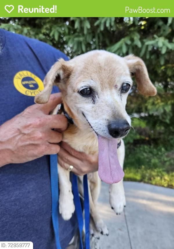 Reunited Female Dog last seen Taft and Clover, Appleton, WI 54915