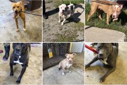 Found/Stray Unknown Dog last seen Gary Animal Control, Gary, IN 46402