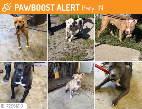Found/Stray Unknown Dog last seen Gary Animal Control, Gary, IN 46402