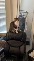 Reunited Male Cat last seen Daniel Island Village apmts, Charleston, SC 29492